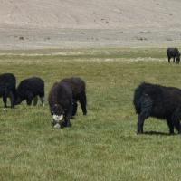 Yak à la frontière kirghize